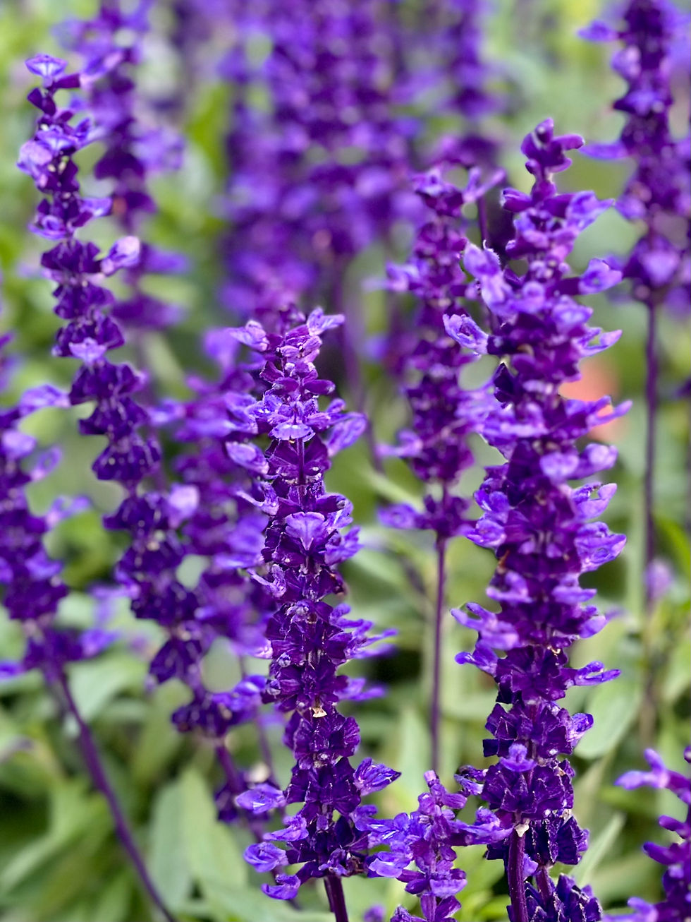 Thumbnail: Victoria Blue Sage Seeds - Salvia Farinacea - Perennial & Pollinator Friendly