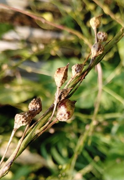 Thumbnail: Turkish Rocket Seeds - Bunias Orientalis - Prolific, Delicious, and Perennial