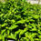 Thumbnail: Strawberry Spinach Seeds - Chenopodium Capitatum - Delicious & Versatile