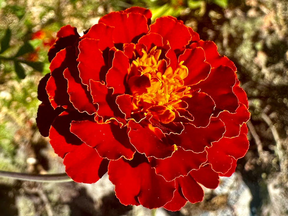 Thumbnail: French Mix Marigold Seeds - Tagetes Patula - Edible, Ornamental, & Pest Control