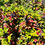 Thumbnail: Oregon Grape Seeds - Berberis Aquifolium - Delicious, Nutritious, and Perennial
