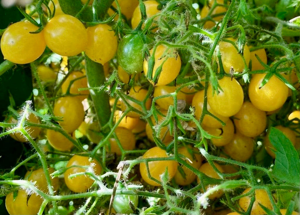 Blondkopfchen Tomato Seeds - Solanum Lycopersicon - Delicious & Abundant