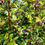 Thumbnail: Evergreen Huckleberry Seeds - Vaccinium Ovatum - Delicious, Sweet, and Perennial