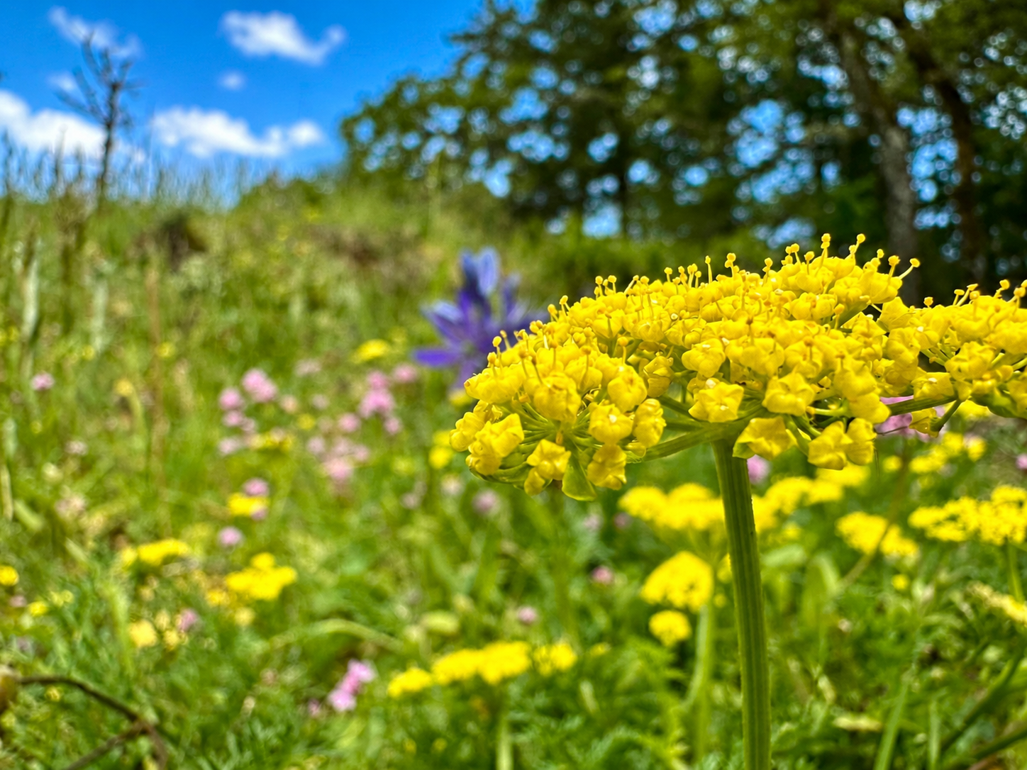 Biscuit Root / Common Lomatium Seeds - Lomatium Utriculatum - Perennial & Edible