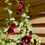 Thumbnail: Nigra Hollyhock Seeds - Alcea Rosea - Perennial & Edible