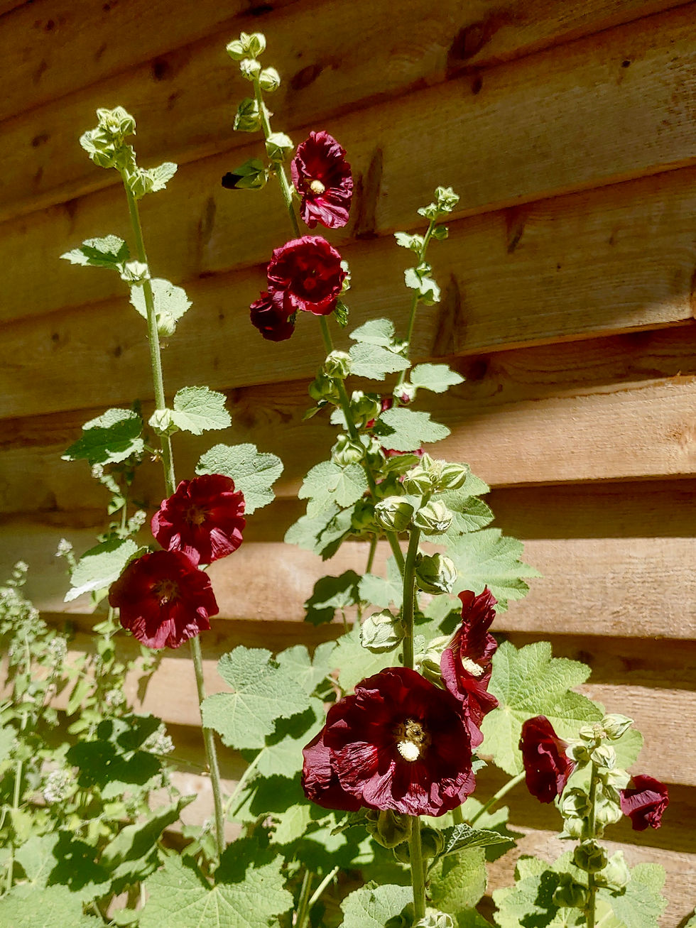Thumbnail: Nigra Hollyhock Seeds - Alcea Rosea - Perennial & Edible