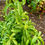 Thumbnail: Candy Stevia Seeds - Stevia Rebaudiana  - Sweet & Delicious