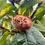 Thumbnail: Medlar Seeds - Mespilus Germanica - Delicious, Abundant, and Rare
