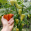 Thumbnail: Peruviano Arancio Pepper Seeds - Capsicum Baccatum - Delicious & Heavy Yielding