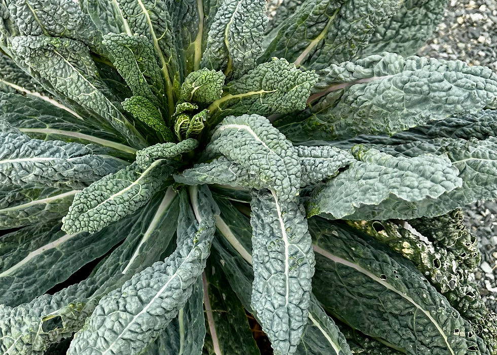 Thumbnail: Lacinato / Dinosaur Kale Seeds - Brassica Oleraceae - Delicious & Abundant