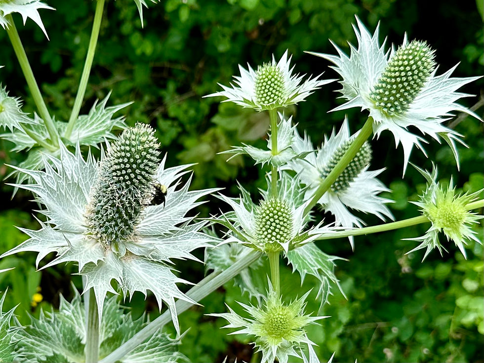 Thumbnail: Silver Sea Holly Seeds - Eryngium Maritimum - Edible, Beautiful, and Perennial