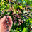 Thumbnail: Salal Seeds - Gaultheria Shallon - Delicious, Nutritious, and Perennial