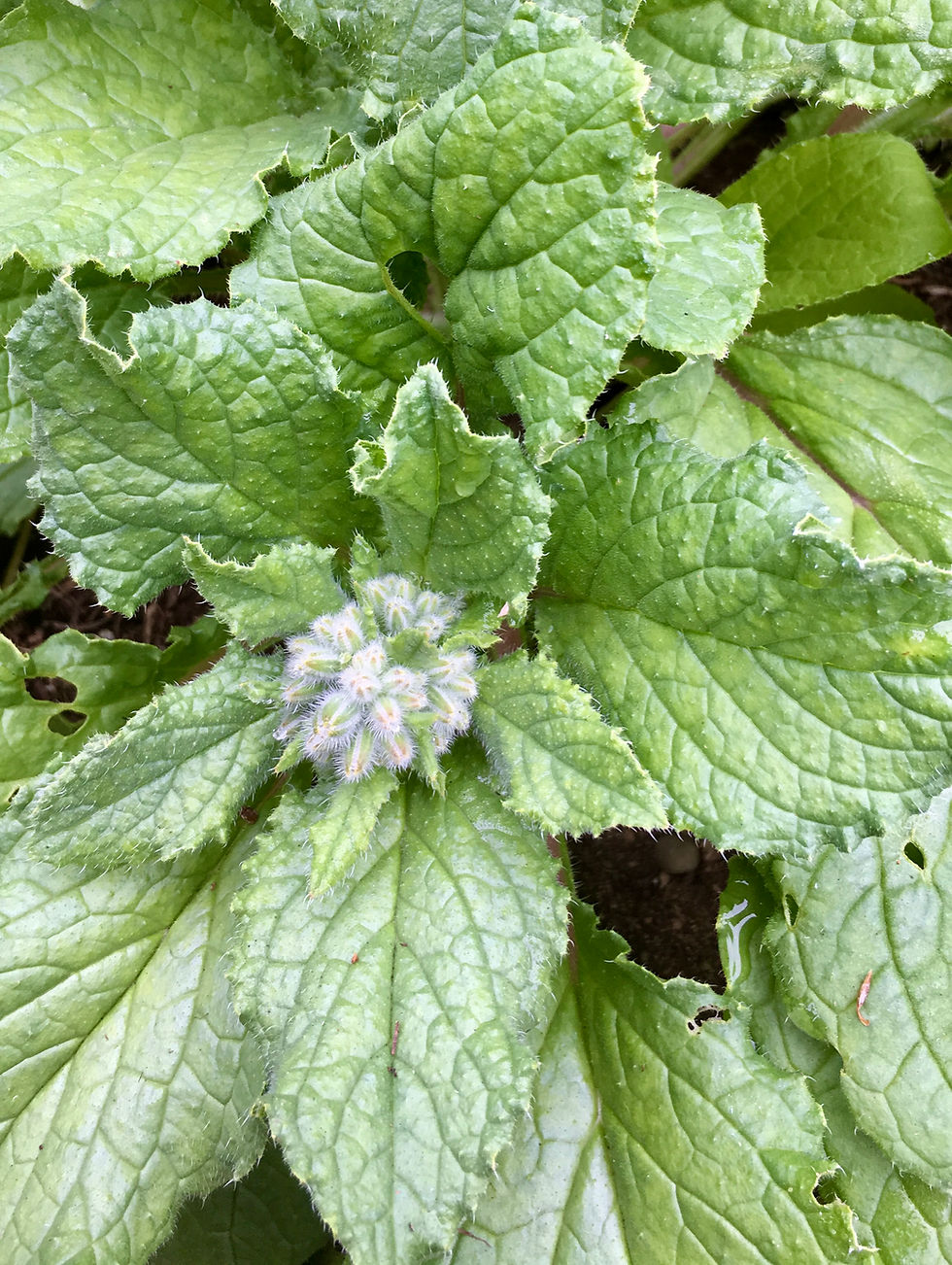 Thumbnail: Borage Seeds - Borago officinalis - Edible & Attracts Pollinators
