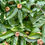 Thumbnail: Medlar Seeds - Mespilus Germanica - Delicious, Abundant, and Rare