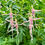 Thumbnail: Whiteknight Pearl Hardy Fuchsia Seeds - Fuchsia Magellanica - Tasty & Perennial