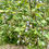 Thumbnail: Red Flowering Currant Seeds - Ribes Sanguineum - Versatile and Perennial