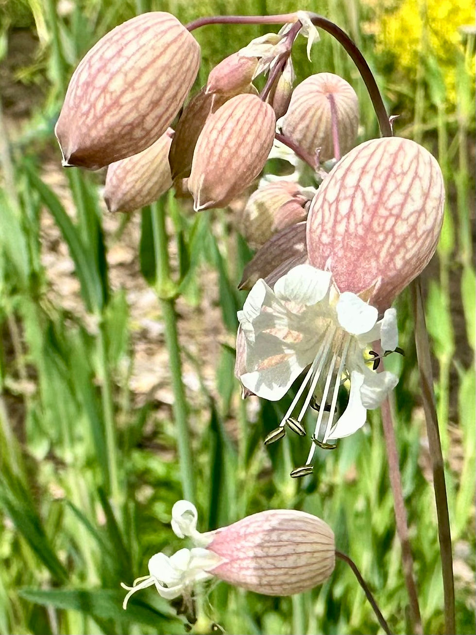 Thumbnail: Sculpit Seeds - Silene vulgaris - Perennial, Delicious, Gourmet