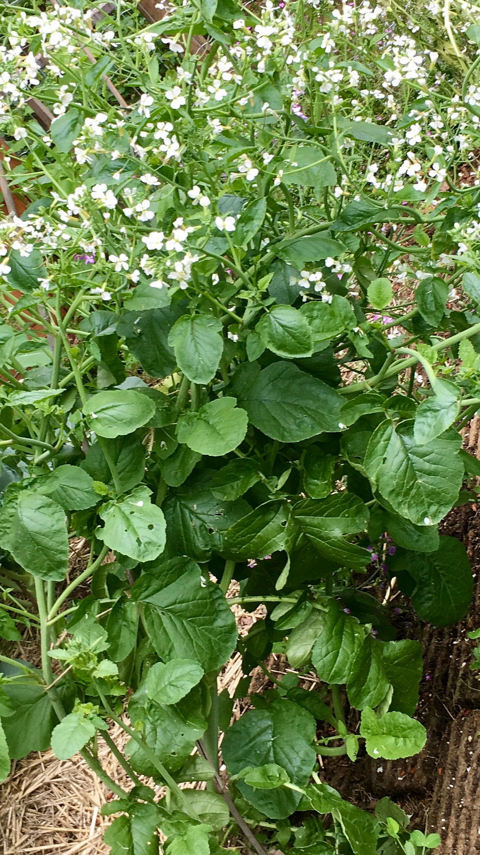 Thumbnail: Arugula Seeds - Eruca Vesicaria - Delicious & Prolific