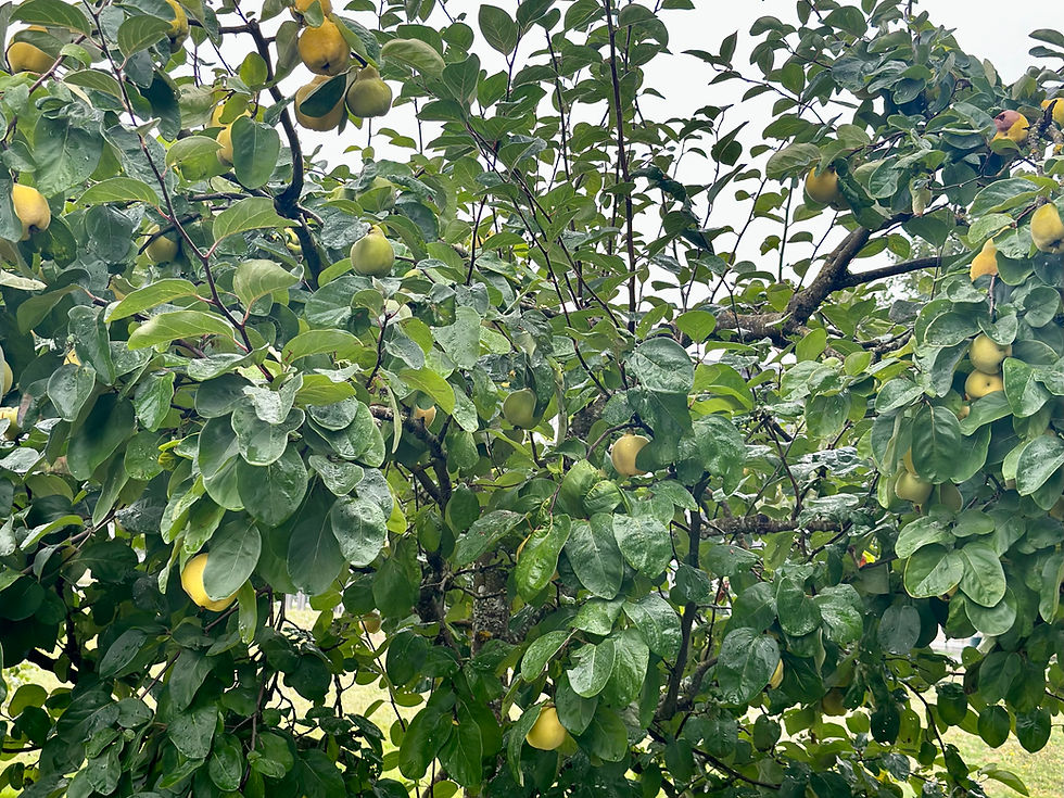 Thumbnail: Quince Seeds - Cydonia Oblonga - Delicious, Abundant, and Ornamental