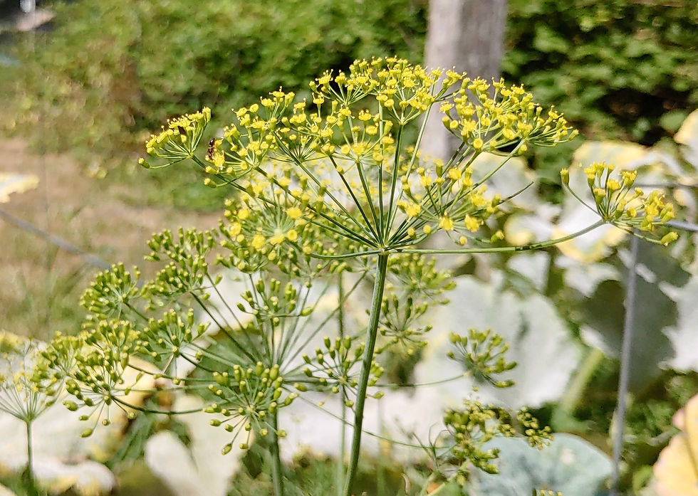 Thumbnail: Mammoth Dill Seeds - Anethum Graveolensis - Delicious & Versatile
