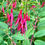 Thumbnail: Thompsonii Hardy Fuchsia - Fuchsia Magellanica - Delicious & Perennial