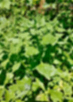 Thumbnail: New Zealand Spinach Seeds - Tetragonia Tetragonioides - Delicious and Perennial
