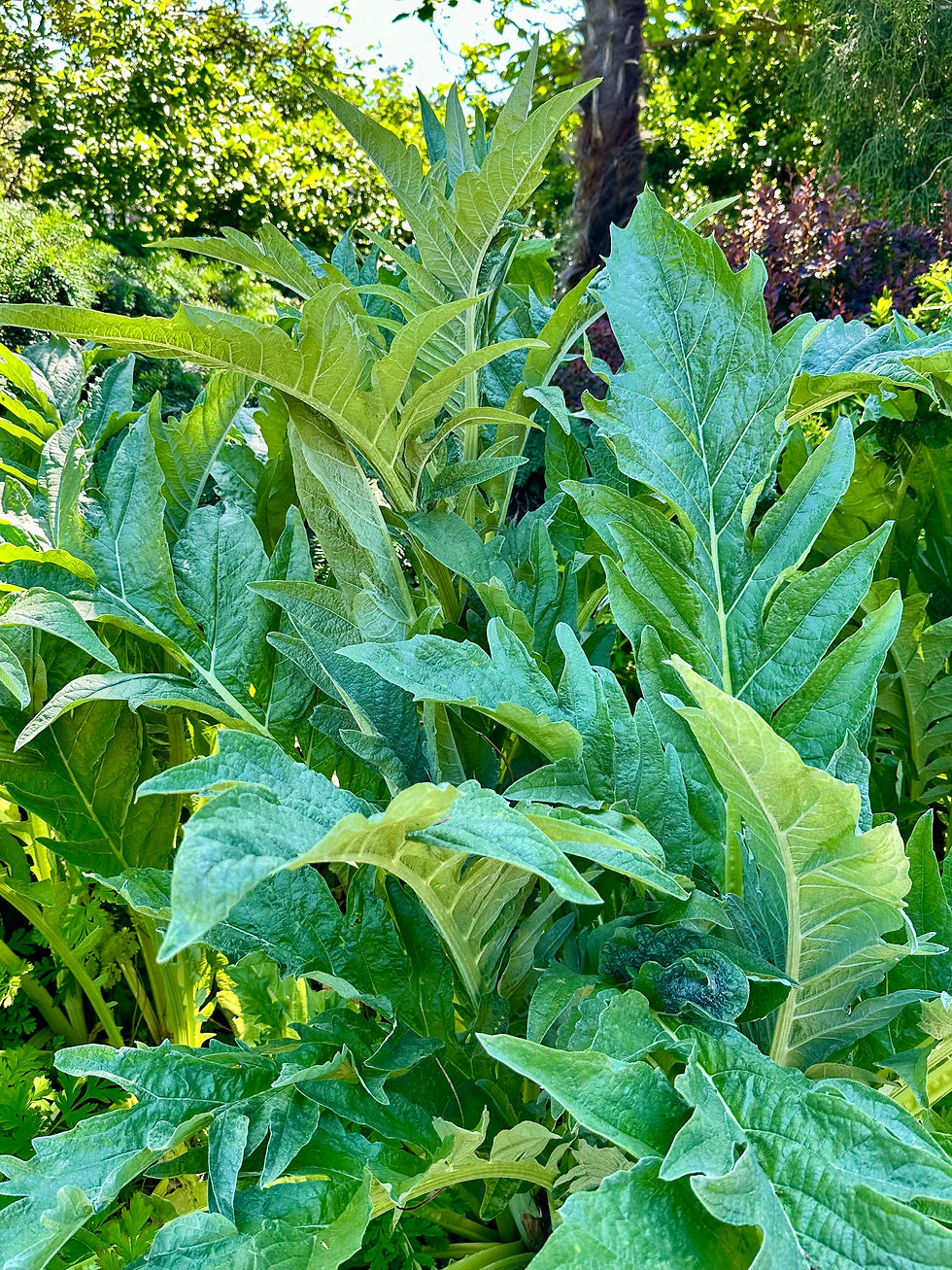 Thumbnail: Green Globe Artichoke Seeds - Cynara Scolymus - Delicious, and Perennial