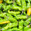 Thumbnail: Shishito Pepper Seeds - Capsicum Annuum - Delicious, Prolific, and Exciting