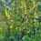 Thumbnail: Cornelian Cherry Seeds - Cornus Mas - Delicious, Abundant, and Beautiful