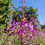 Thumbnail: Fireweed Seeds - Chamaenerion Angustifolium - Perennial & Medicinal