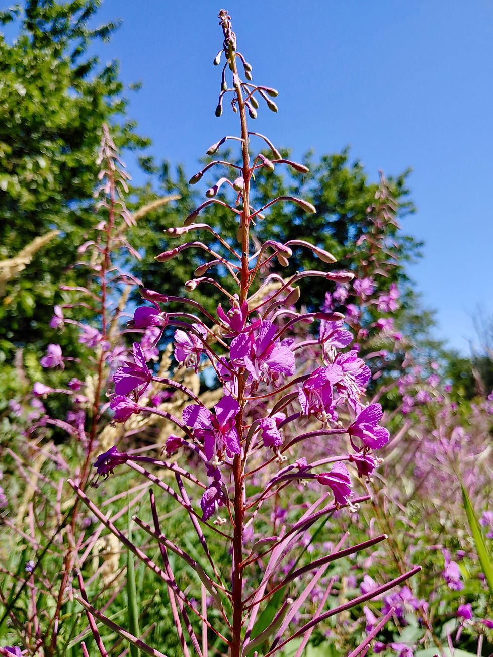 Fireweed Seeds - Chamaenerion Angustifolium - Perennial & Medicinal
