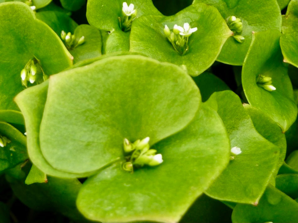 Thumbnail: Miners Lettuce Seeds - Claytonia Perfoliata - Delicious & High Yielding Leaf