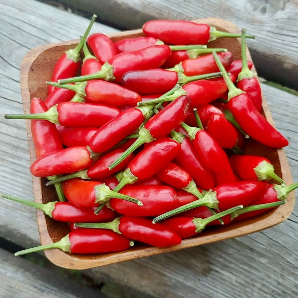 Thumbnail: Bolivian Rainbow Seeds - Capsicum Annuum - Beautiful & Hot