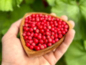 Kinnickinnick / Bearberry Seeds - Arctostaphylos Uva-Ursi - Perennial & Useful