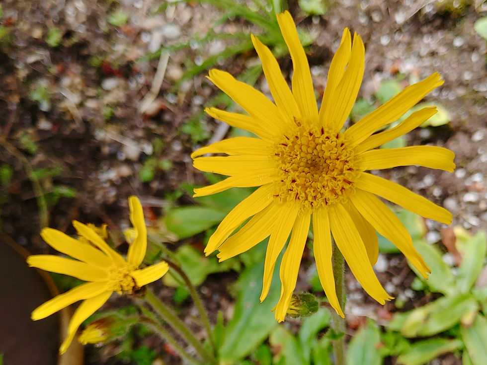 Mountain Arnica Seeds - Arnica Montana - Medicinal & Perennial | Small