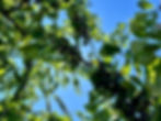 Thumbnail: Black Tartarian Cherry Seeds - Prunus Avium - Delicious, Abundant, and Beautiful