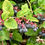 Thumbnail: Salal Seeds - Gaultheria Shallon - Delicious, Nutritious, and Perennial