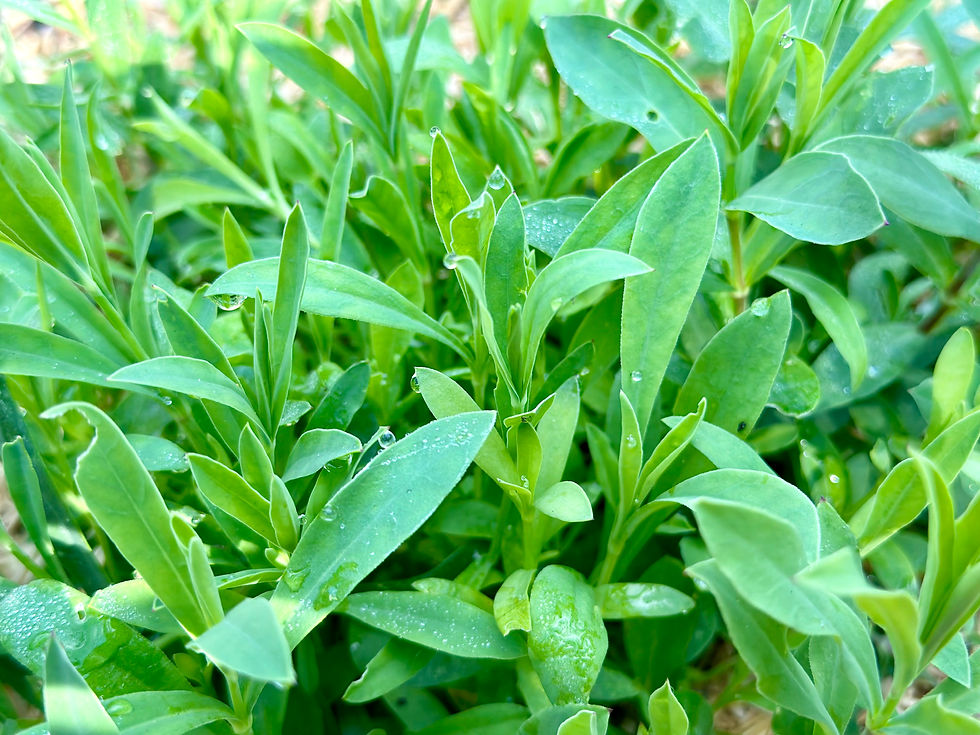 Thumbnail: Sculpit Seeds - Silene vulgaris - Perennial, Delicious, Gourmet