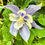 Thumbnail: Columbine Mix Seeds - Aquilegia Vulgaris - Perennial &amp; Gorg