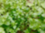 Thumbnail: Chickweed Seeds - Stellar Media - Delicious, Nutritious, and Medicinal