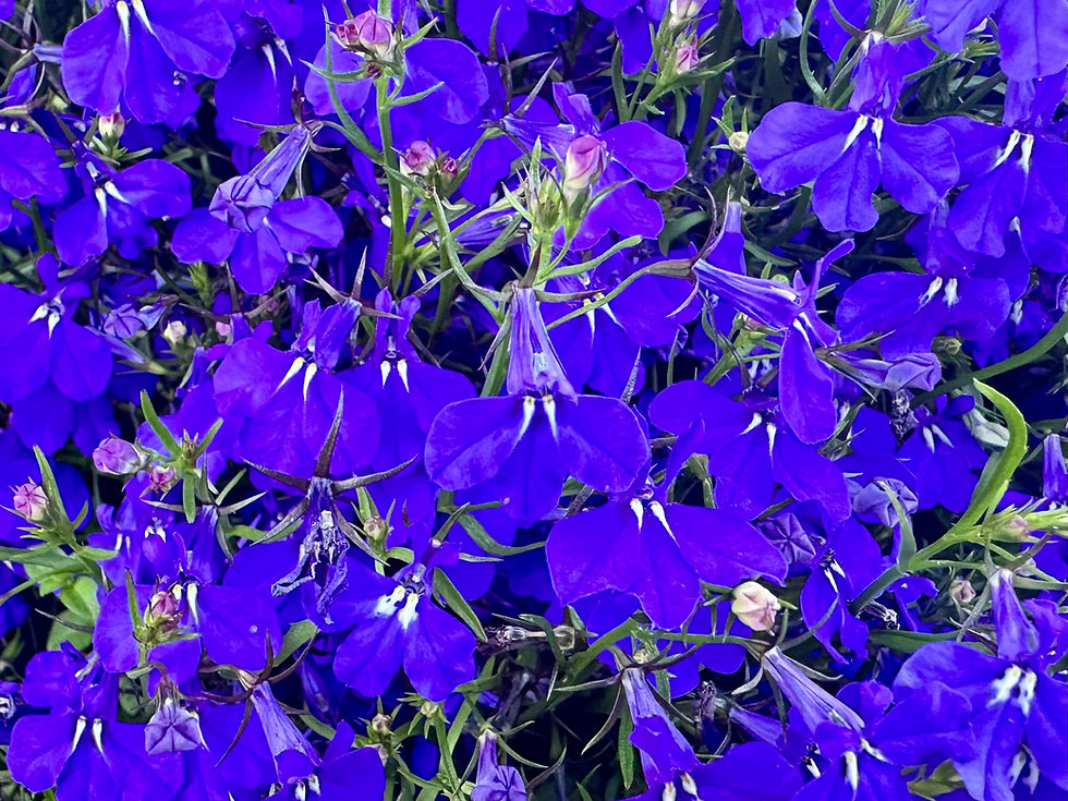 Thumbnail: Midnight Blue Lobelia Seeds - Lobelia Erinus - Ornamental & Pollinator Friendly