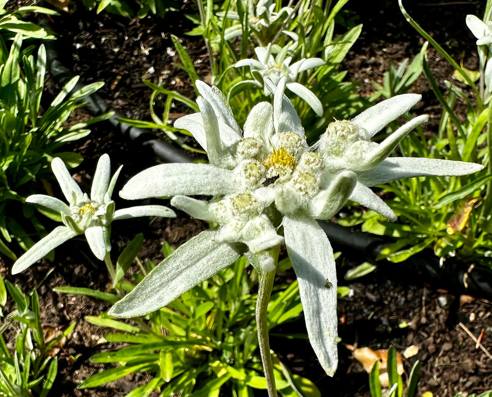Thumbnail: Edelweiss Seeds - Leontopodium Alpinium - Perennial & Beautiful
