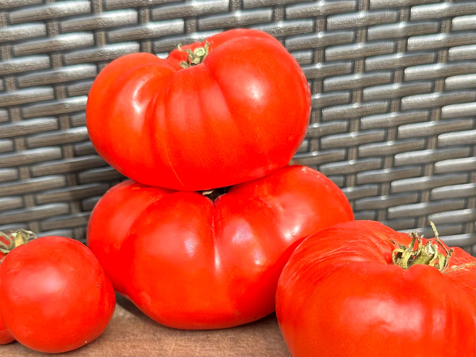 Thumbnail: Old German Tomato Seeds - Solanum Lycopersicum - Tasty, Versatile, and Vigorous