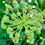 Thumbnail: Angelica Seeds - Angelica Archangelica - Perennial & Medicinal