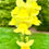 Thumbnail: Yellow Snapdragon Seeds - Antirrhinum Majus - Pollinator Friendly & Beautiful