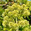 Thumbnail: Angelica Seeds - Angelica Archangelica - Perennial & Medicinal