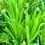 Thumbnail: Chilean Tarweed Seeds - Madia Sativa - Edible, Rare, and Pollinator Friendly