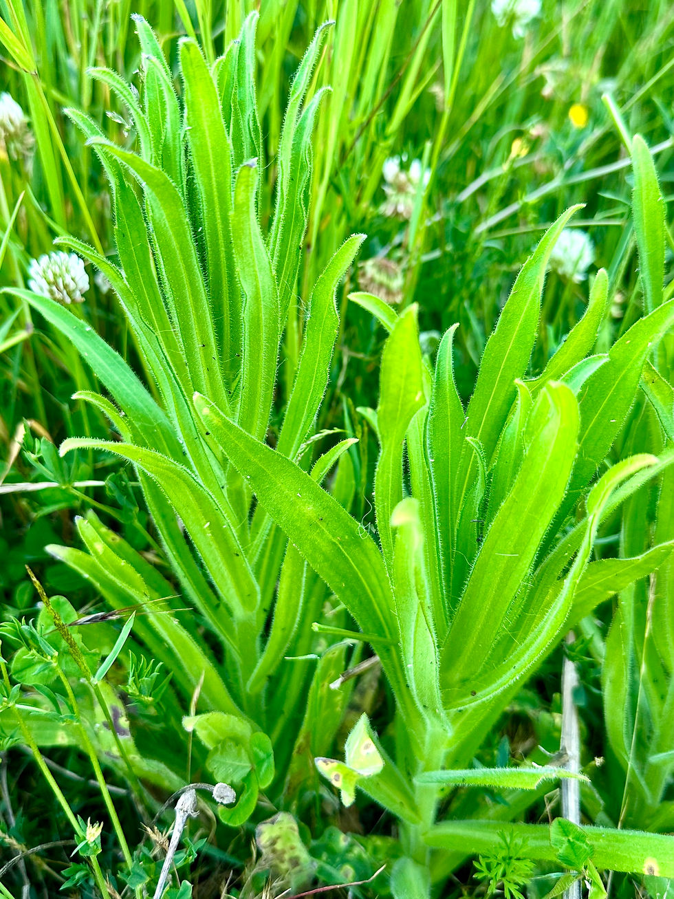 Thumbnail: Chilean Tarweed Seeds - Madia Sativa - Edible, Rare, and Pollinator Friendly