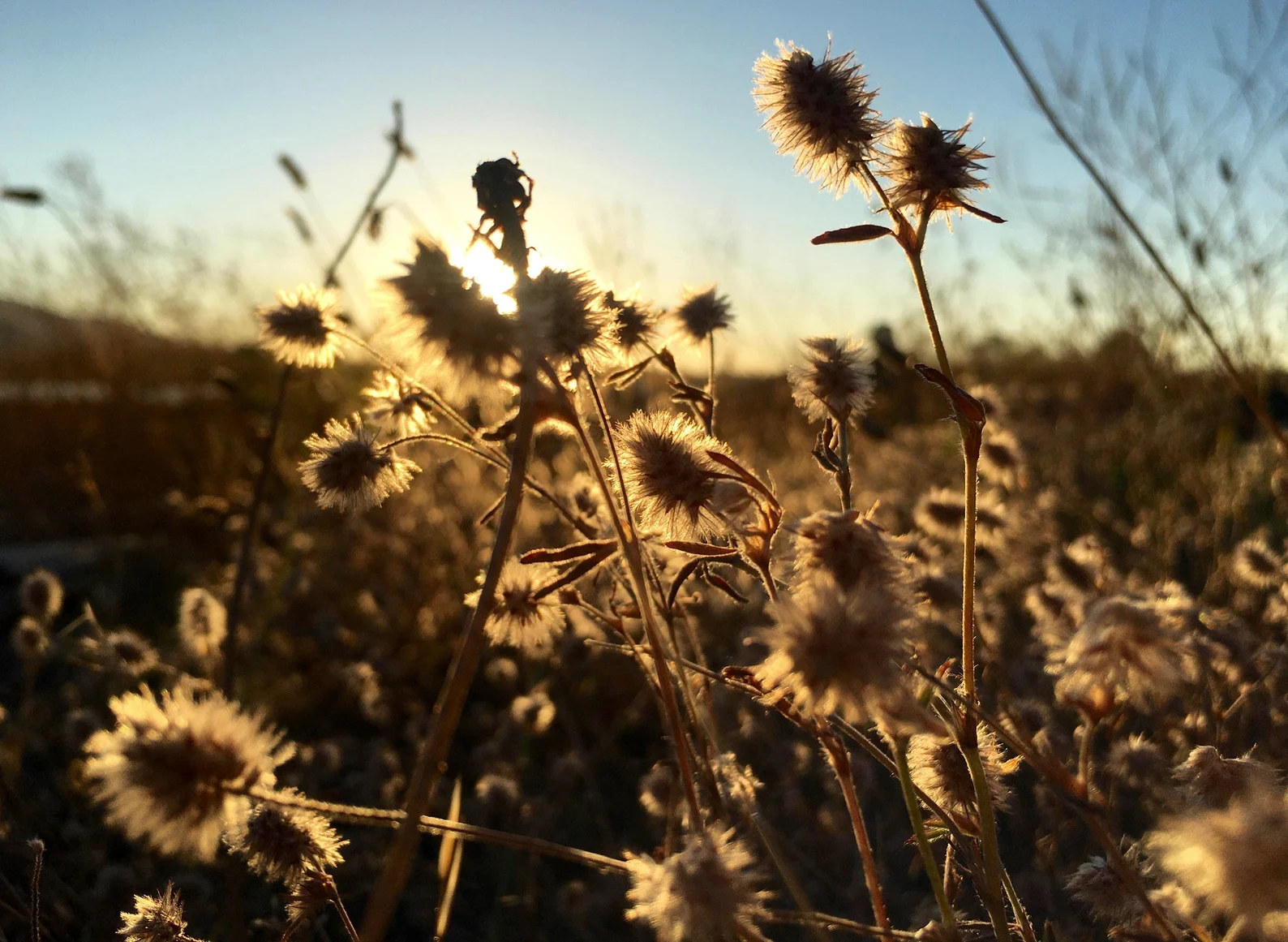 Rabbit Foot Clover Seeds - Trifolium Arvense - Pollinator Friendly & Beautiful