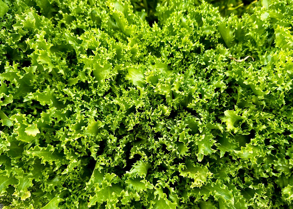 Thumbnail: Early Mizuna Seeds - Brassica Rapa var. Nipposinica - Vigorous & Prolific